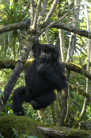 Baby Gorilla, Susa group, Rwanda