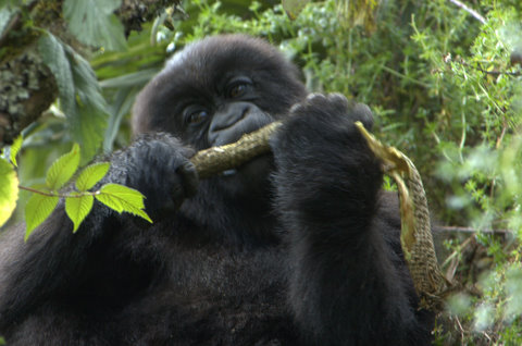 Their daily intake of nutritions. Juvenile Gorilla, Rwanda