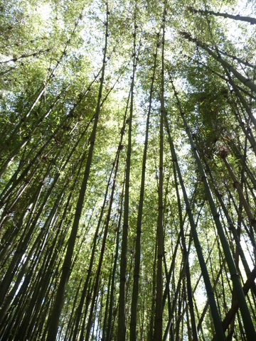 The enchanting bamboo forest, Rwanda