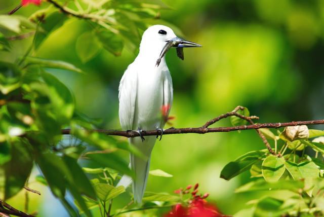 Fairy Tern of Seychelles (C) Raymond Sahuquet