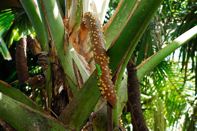 Male Coco De Mer (C) Raymond Sahuquet