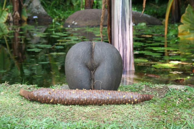 The male and female fruits of the coco-de-mer palm