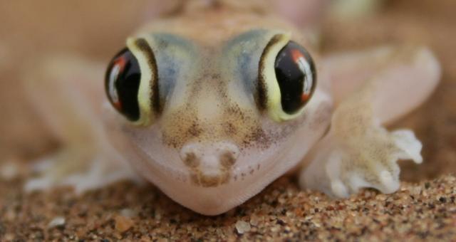 Palmetto Geckos,