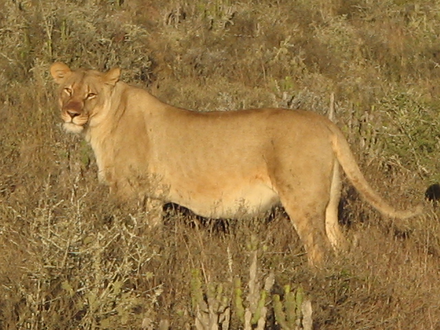 Great cat sightings at Kwandwe 