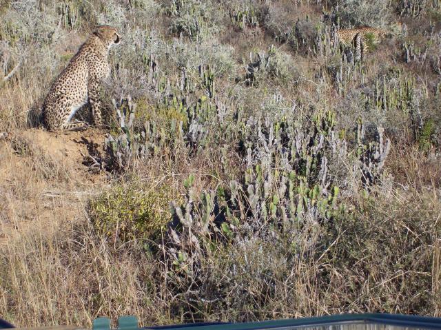 Great cat sightings at Kwandwe
