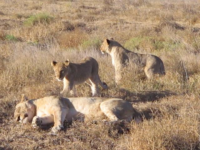 Cats at Kwandwe