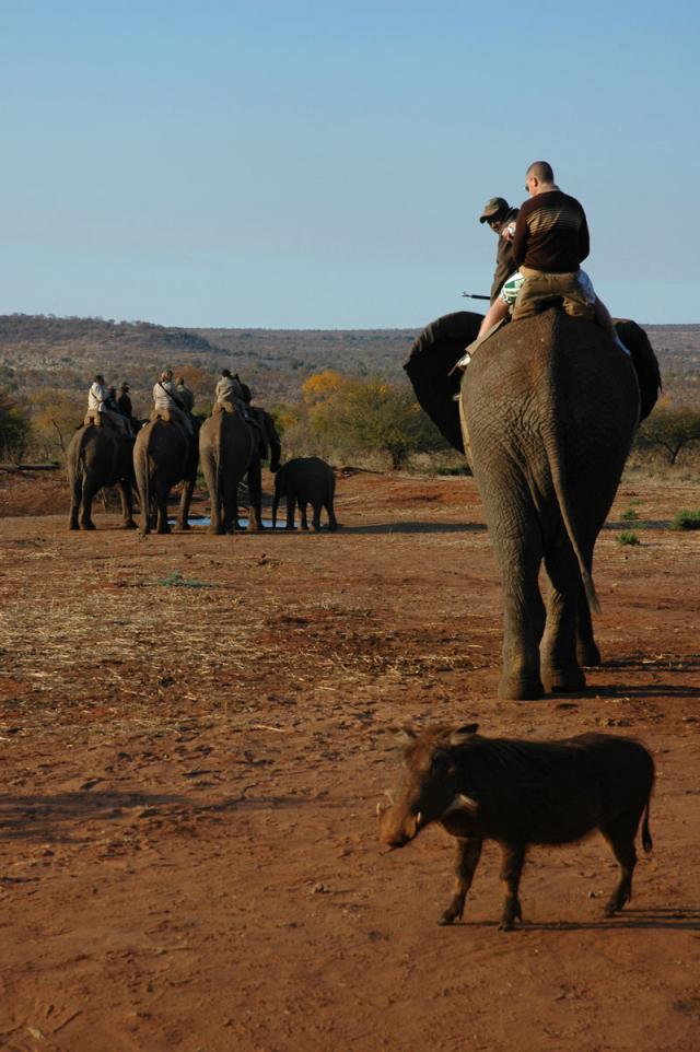 Elephant-back safari