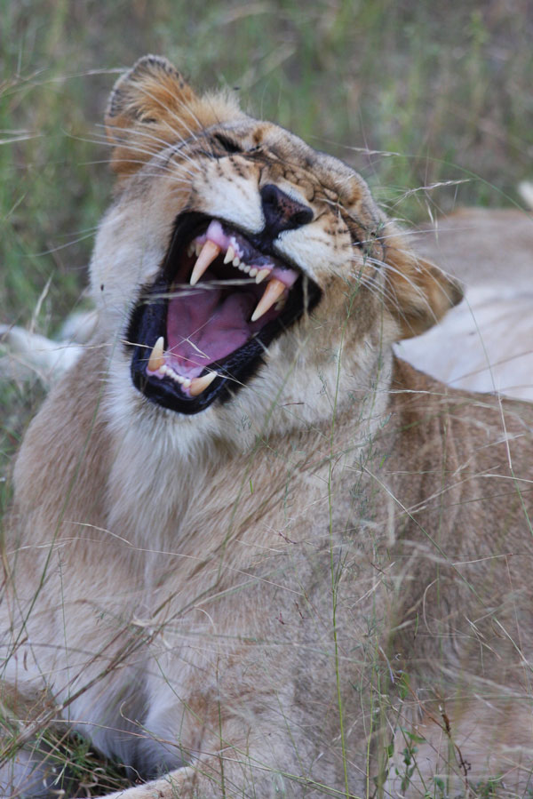 Yawn!
