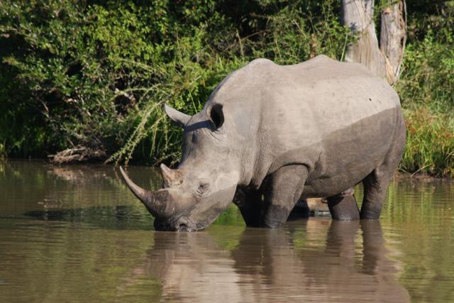 Rhino at a Waterhole