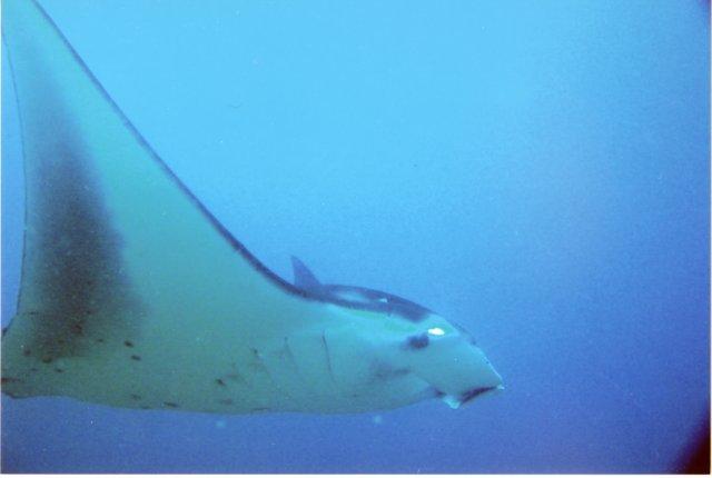 Manta Reef, Tofo