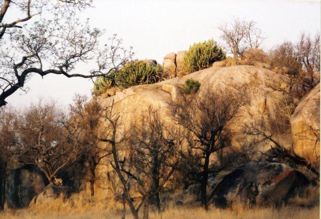 Spot the Klipspringer