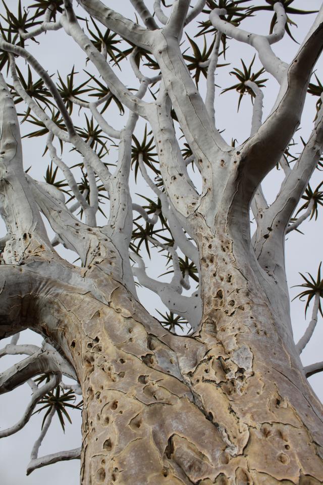 Aloe dichotoma