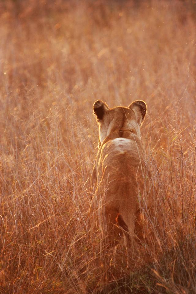 Lioness on a sunset hunt.