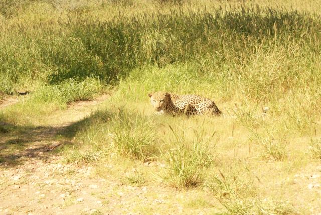Hungry Leopard