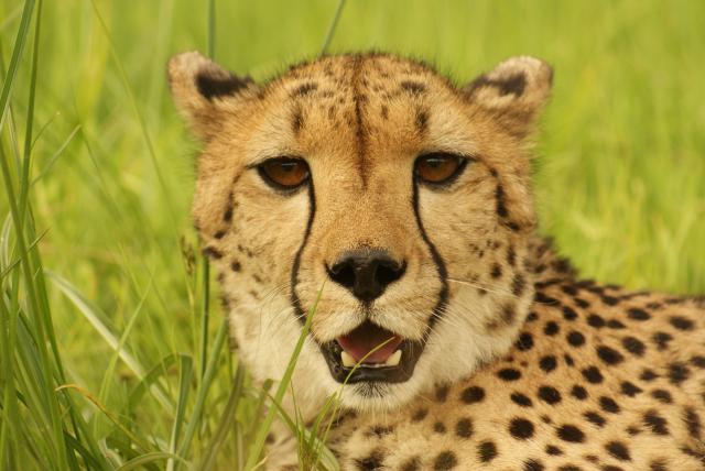Circa the three-legged cheetah
