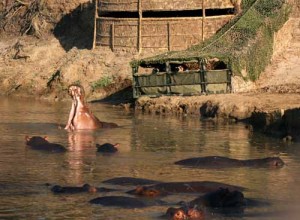 Hippos up close and personal