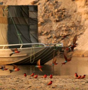 Carmine Bee-eater hide