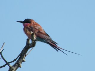 Bee Eater