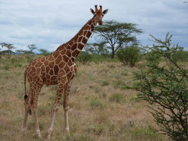 Reticulated Giraffe - Samburu