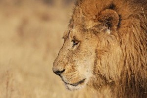 Proud Lion