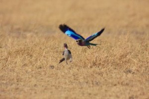Lilac Breasted Roller