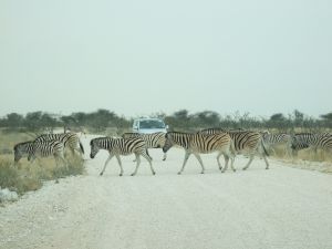 Zebra Crossing
