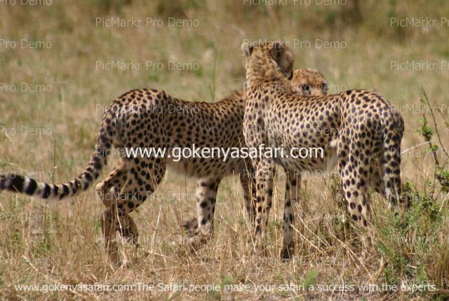 masai mara