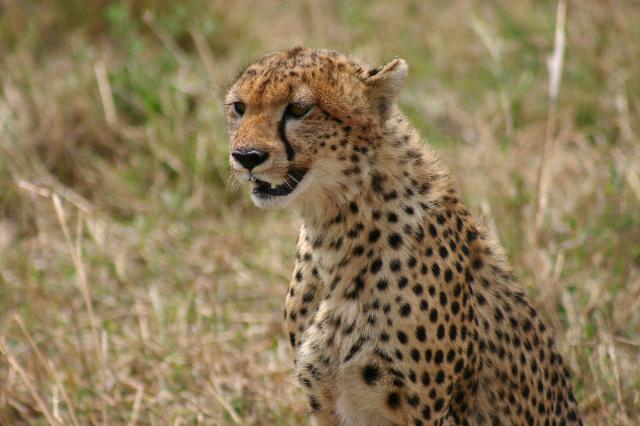 masai mara with gokenyasafari.com