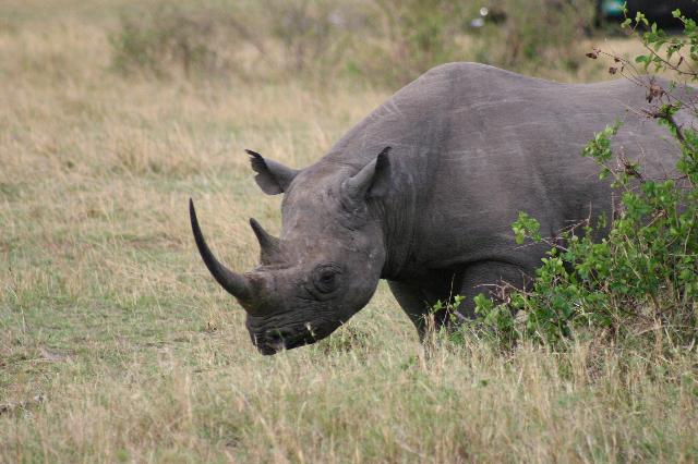 The shy but strong boy of masai mara