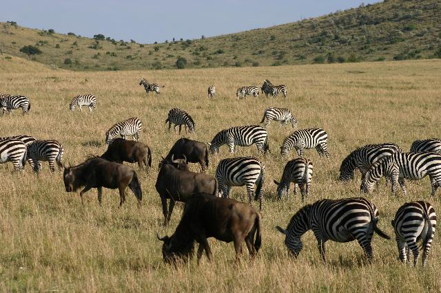 The Great Migrants of Masai Mara