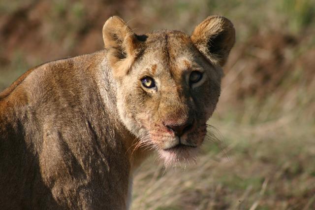 very brave indeed experience the beauty of Kenya
