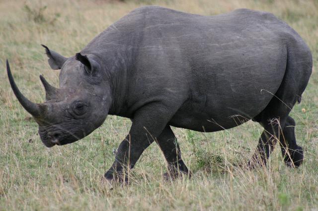 Rhino