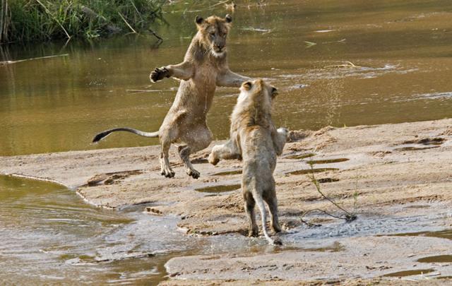 Lions Playing In River