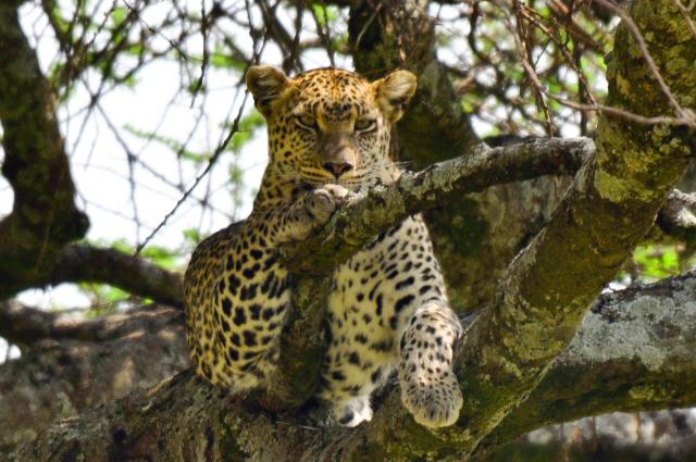 Leopard Posing in a Tree