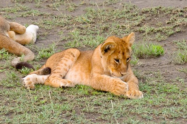 Cuddly Lion Cub