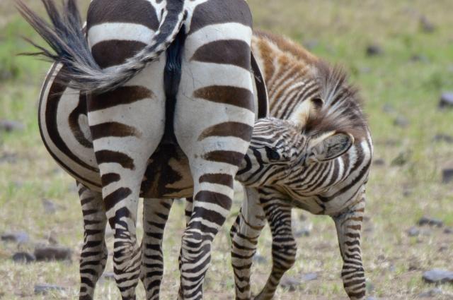 Zebra Nursing