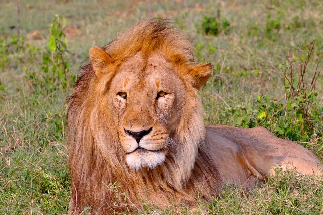 Male Lion