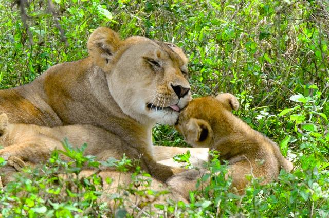 Motherly Love