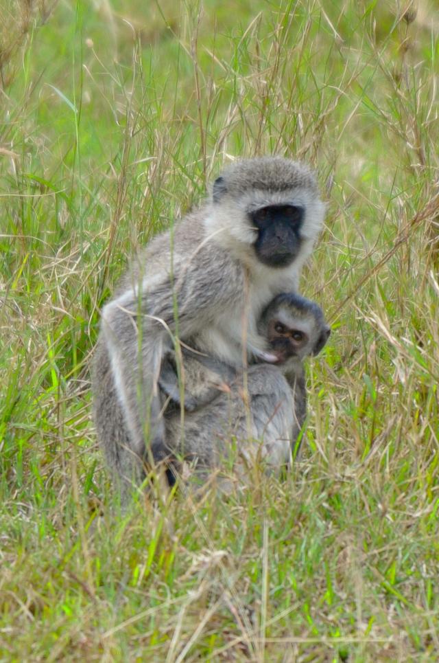 Black-Faced Velvet Monkey Nursing
