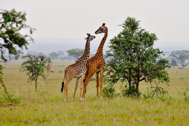 Giraffe Bonding