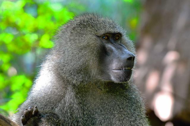 Baboon at Lake Manyara