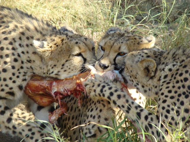 What a feast !