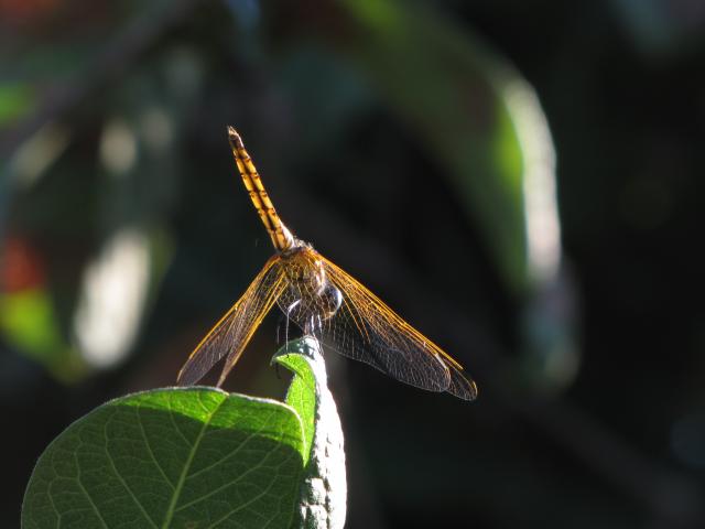 Dragonfly spotted on Zambia walking safari