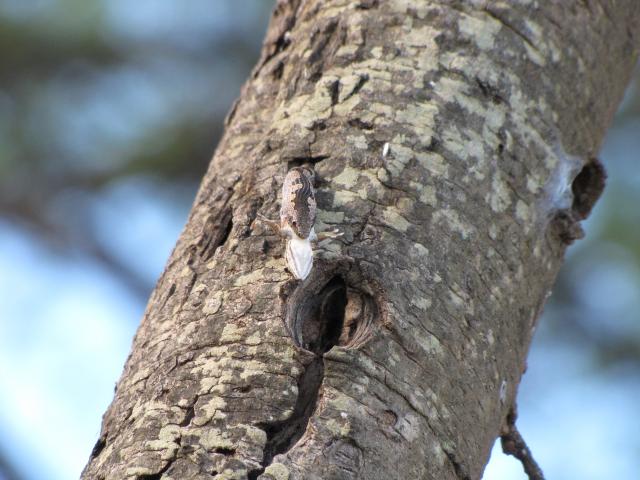 A Snake's dinner