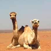 CAMELS