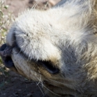 Give me a scratch