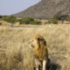 Madikwe Male