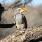 Naughty Yellow Billed Hornbill