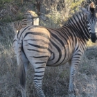 Beautiful Zebra in the bush at Madikwe Game Reserve
