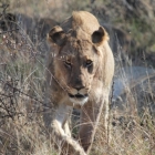 Male Lion after a large feast - find our vehicle extremely interesting & approaching for a check out